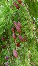 Nice cones among green needles of evergreen tree branch Royalty Free Stock Photo