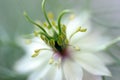 Close up view of nigella flower Royalty Free Stock Photo