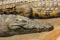 Close up view of Nile crocodiles on a river bank