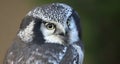Close-up view of a Northern hawk-owl Royalty Free Stock Photo
