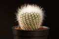 Close-up view notocactus scopa albispinus in flowerpot Royalty Free Stock Photo