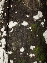 Tree bark covered with different moss and lichen. Moss growing on bark of tree trunk Royalty Free Stock Photo