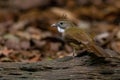close up view of ochraceous bulbul Royalty Free Stock Photo