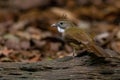 close up view of ochraceous bulbul