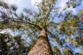 Close-up view of the old and big tree, from down to the treetop with green leaves. Blue sky is visible through the tree branches Royalty Free Stock Photo