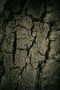 Close up view of old cracked wood as texture and background for designers. Abstract wooden texture. Royalty Free Stock Photo