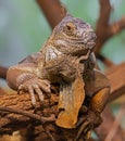 Close-up view of an old Green Iguana