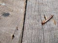 old, rusty nails on a wooden board Royalty Free Stock Photo