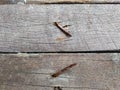 old, rusty nails on a wooden board Royalty Free Stock Photo