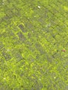 A close-up view of old stone pavement covered in bright green moss Royalty Free Stock Photo