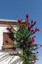 Close up view of old, traditional house and bougainvillea flowers Royalty Free Stock Photo