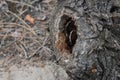 A close up view of an old tree with a hole in it Royalty Free Stock Photo