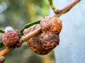 Old Wasp galls on a Acacia Longifolia