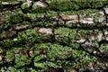Close up view of old wooden bark,embossed texture of the brown tree with green moss and lichen on it,pattern of natural Royalty Free Stock Photo