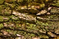 Close up view of old wooden bark,embossed texture of the brown tree with green moss and lichen on it,pattern of natural Royalty Free Stock Photo