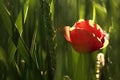 One poppy in a wheat field Royalty Free Stock Photo