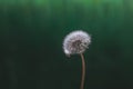 Close up view of one dandelion Taraxacum bud on the left side. Royalty Free Stock Photo