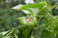 An opened flower close up view on a Bush passion fruit vine Royalty Free Stock Photo