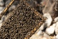 Close up view of the opened hive body showing the frames populated by honey bees. Honey bees crawl in an open hive on honeycomb Royalty Free Stock Photo