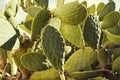 Close up view of Opuntia ficus-indica Barbary fig