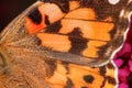 A close-up view on an orange butterfly wing, nice texture - macro shot