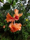 Close up view of a Orange double layers hibiscus or Chinese rose flower in the garden Royalty Free Stock Photo