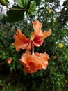 Close up view of a Orange double layers hibiscus or Chinese rose flower in the garden