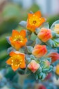 A orange flowers of Echeveria succulent plant shallow depth of field