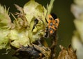A close-up view of an orange forest bug on a withering leaf in autumn Royalty Free Stock Photo