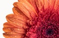 Close up view of an orange Gerbera daisy flower Royalty Free Stock Photo