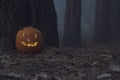 Halloween pumpkin in dark autumn forest Royalty Free Stock Photo