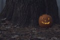 Halloween pumpkin in dark autumn forest Royalty Free Stock Photo