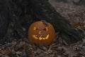 Halloween pumpkin in dark autumn forest Royalty Free Stock Photo
