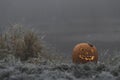 Halloween pumpkin lies on frozen grass Royalty Free Stock Photo