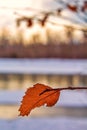 Close Up Leaf In Front Of A Sunlit River