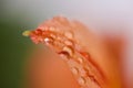 Close up view of orange leaf with water droplets Royalty Free Stock Photo