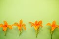 Close-up view of orange lilies with bright green background Royalty Free Stock Photo