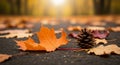 Autumn Maple Leaf and Pinecone on Dark Ground with Blurred Forest Background fall leaves Royalty Free Stock Photo