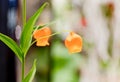 Close up view of orange-red flower Royalty Free Stock Photo