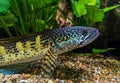 Portrait of an Orange spotted snakehead fish