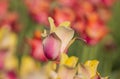 Orange Tulip flower between assorted color tulips, selective focus