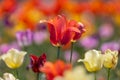 Close up view of Orange Tulip flowers Royalty Free Stock Photo