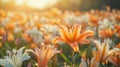 A Close-Up View of Orange and White Lilies in a Field at Sunset Royalty Free Stock Photo