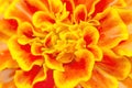 Close up view on a orange - yellow tagetes flower as background Royalty Free Stock Photo
