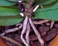 Close-up view of orchid roots Royalty Free Stock Photo
