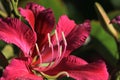 Red Orchid Tree Blossom with filament close up Royalty Free Stock Photo
