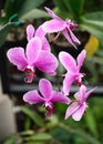 Orchids at the Bicentenary Park, Mexico City, Mexico