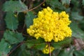 Close up of view of oregon grapes blooming. Bunches of yellow flowers bloom in spring