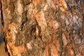 Bark of Pine Tree. Stock Photo Royalty Free Stock Photo