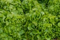 Close up view of organic freshly harvested heads of green lettuce Royalty Free Stock Photo